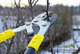 Обрізка дерев і вивіз сміття Осокорках ,Русановских садах ,на дачах