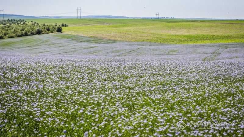 Насіння льону Орфей
