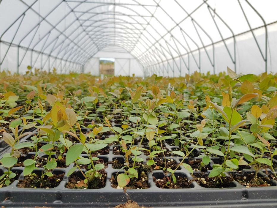 Borówka amerykańska DRAPER CALYPSO | m104 | multiplat | certyfikat CAC