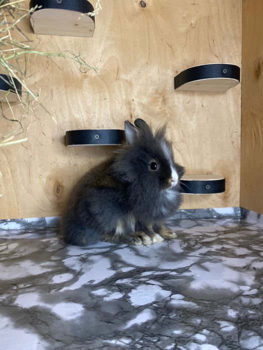 Lionhead, декоративні кролики, левоголовий кролик