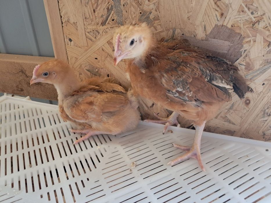 Brojlery Zagrodowe RedBro! Zapisy na sezon 2026 r. Dowóz do klienta !