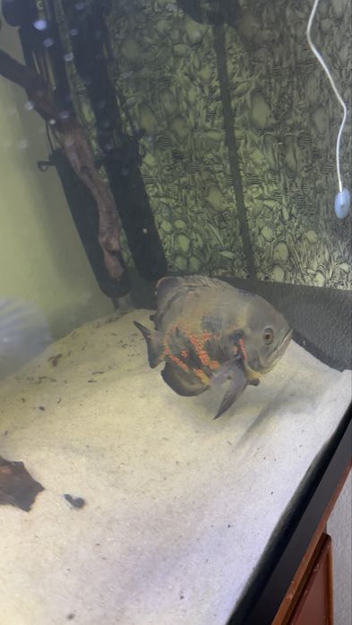 Oscar red tiger adulto