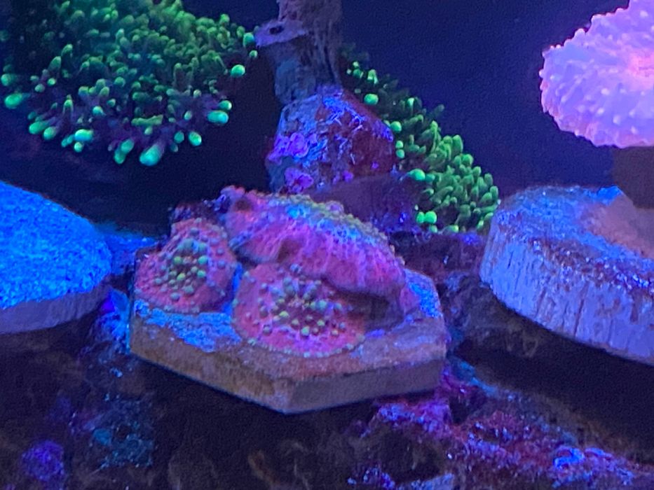Корали Морський акваріум
