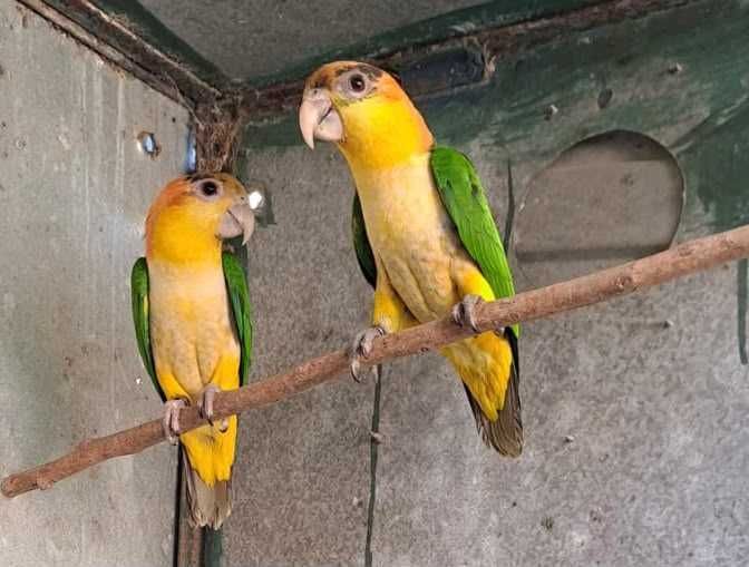 Marianinhas de cabeça laranja