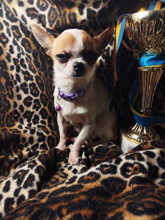 Продам мальчик чихуахуа окрас 3 колор Мини нам 6 мес привит звонить Ва