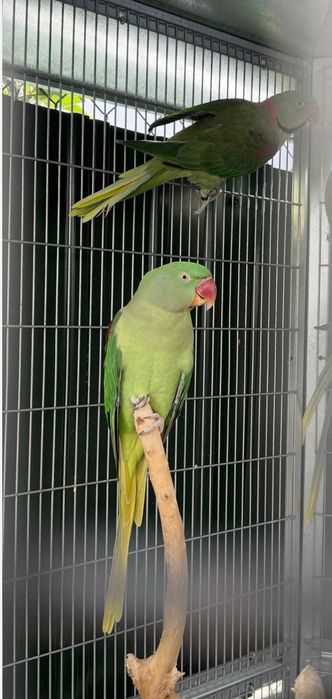 Aves Grandes Alexandrinos