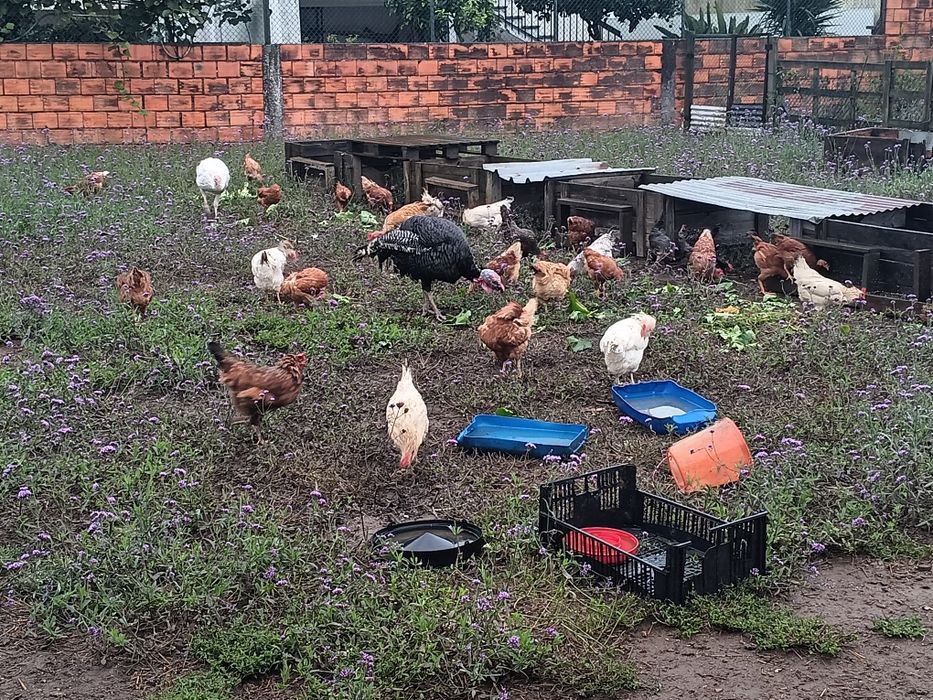 Galos vivos para venda