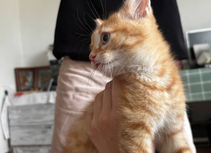 Віддам котика у добрі руки