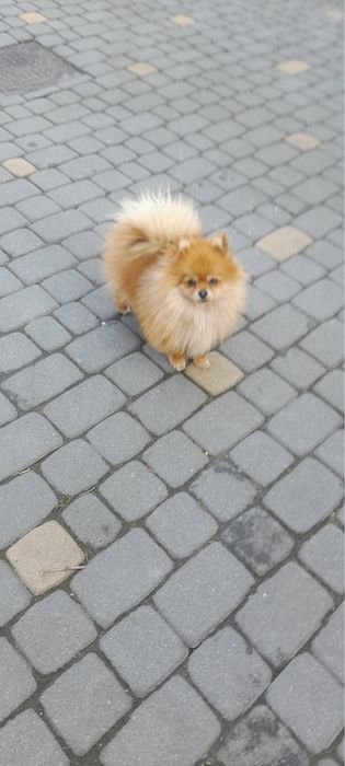 Szpic miniaturowy pomeranian