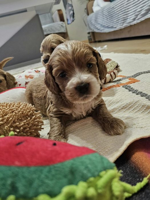 Cockapoo maluszki