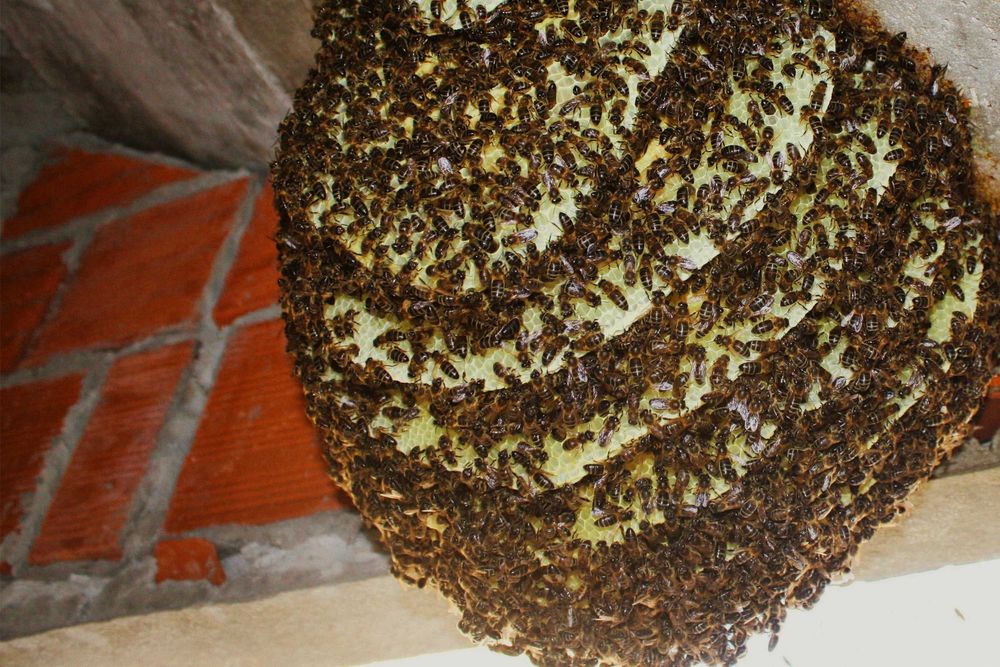 Recolho Enxames de Abelhas gratuitamente