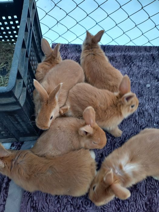 Продам кроликов породы Бургундия