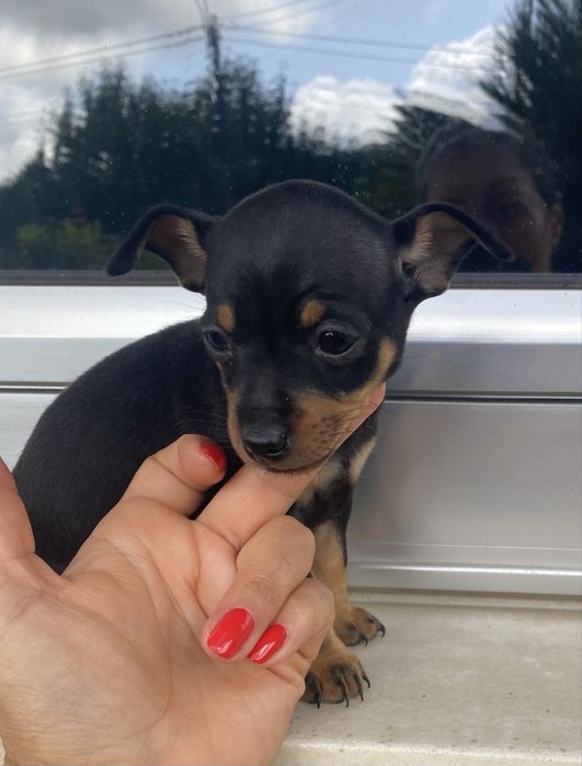 Pinscher magnifico