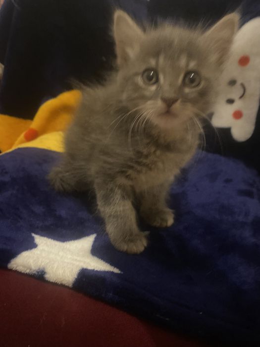 Спешите приобрести чудо