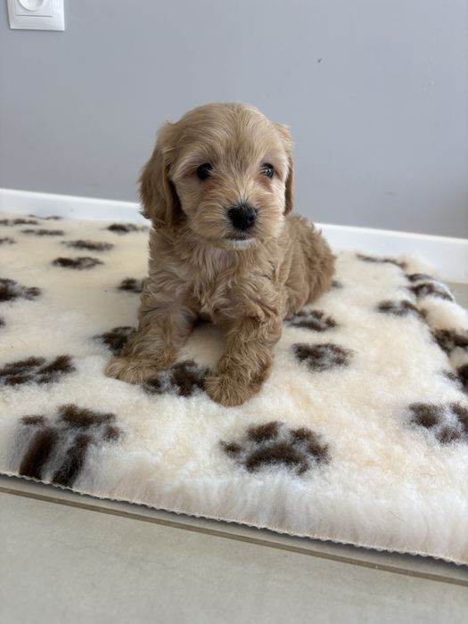 Cockapoo suczka beżowa