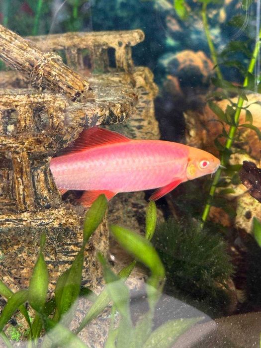 Рибки акваріумні