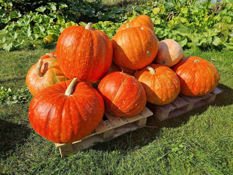 Dynia z przydomowego ogródeczka