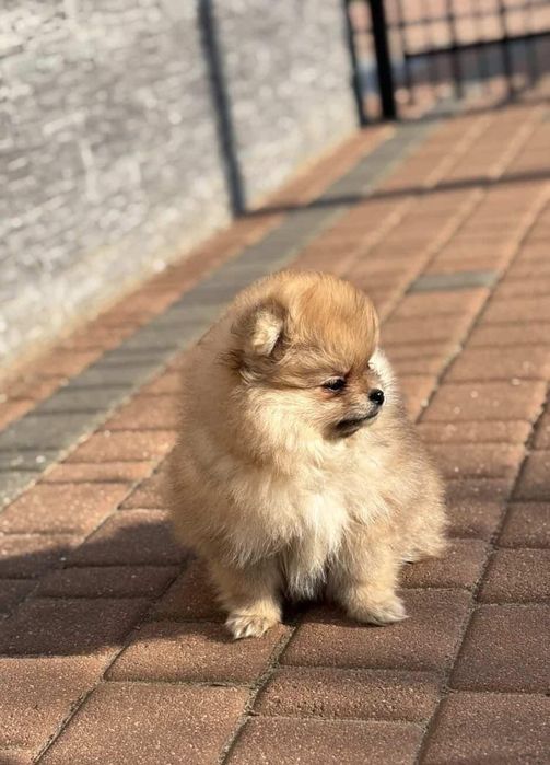 Szpic Miniaturowy Pomerania