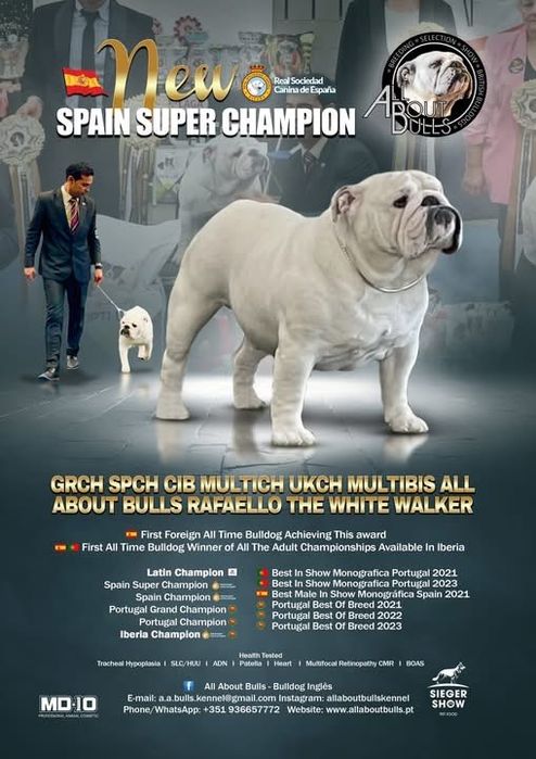 Cachorro Bulldog Inglês disponível