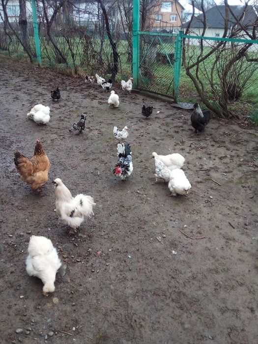 Продам кури Кучерява Бентанка та Білі Пухові. Гарні несучки і квочки..