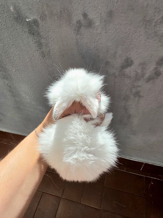 Coelhos anões mini para companhia