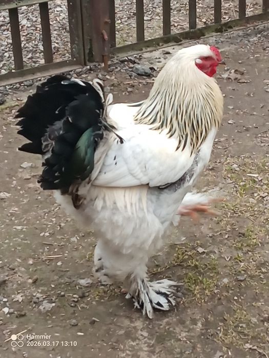 Brahma olbrzymia koguty