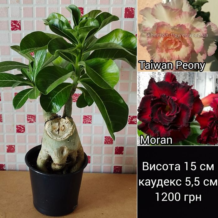 Адениум мультипрививка Taiwan Peony+Moran