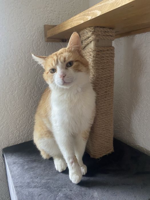 Rudzik poleca się do adopcji