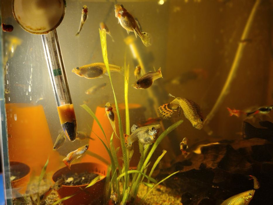 Gupiki,rybki z własnej hodowli