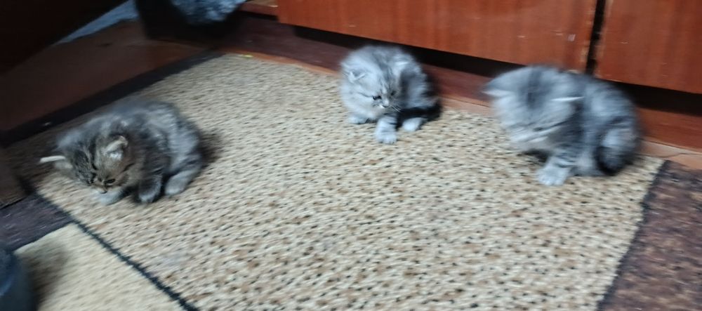 Шотландська висловуха