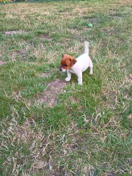 Jack Russell terrier Krótkowłosy