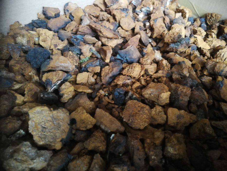 1 kg czaga czyr czarna huba błyskoporek