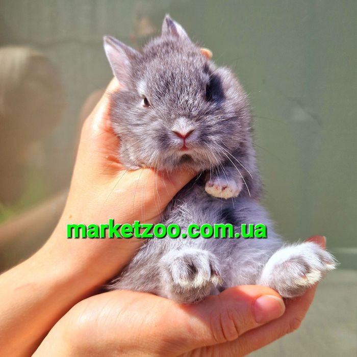мини мiнi кролик карликовые карликовi кролики львиная голова левова
