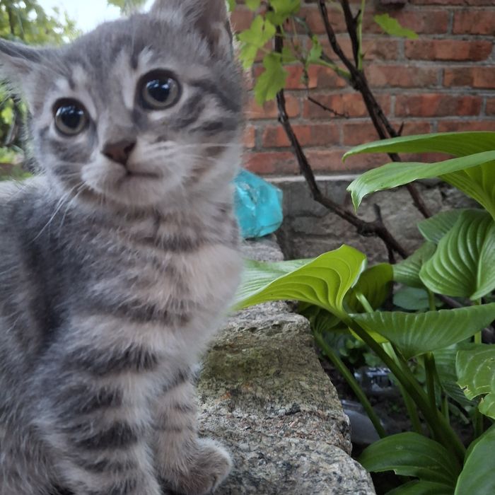 Отдам котят в добрые руки.