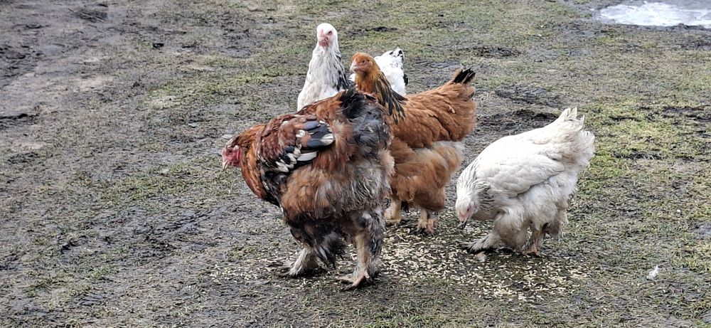 Kury karzełki i brahmy