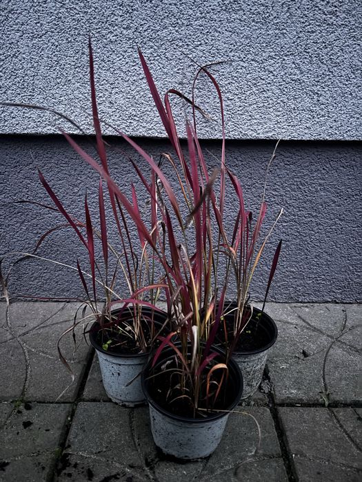 Trawa czerwona Imperata Red Baron