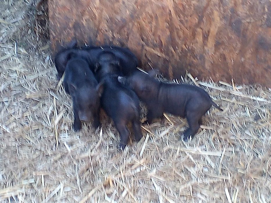 Вьетнамские свиньи