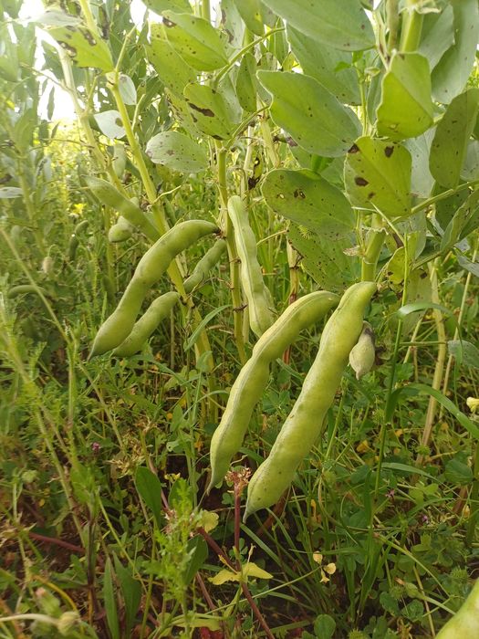 Favas biológicas