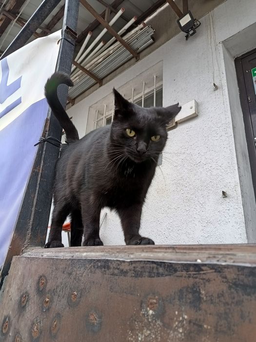 Bezdomna koteczka szuka domu