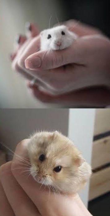 Хом'як.Хомяк.Хомячки.Терміново !!