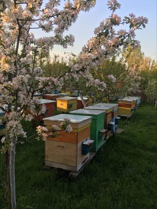 Трутневий гомогенат з медом , підмор, маточне молочко