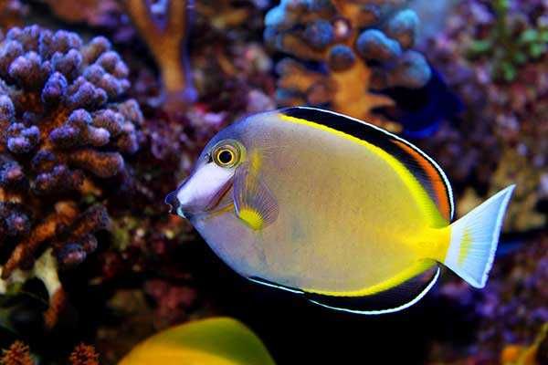 Acanthurus japonicus (S) – pokolec japoński ryba morska Kingdom of Corals