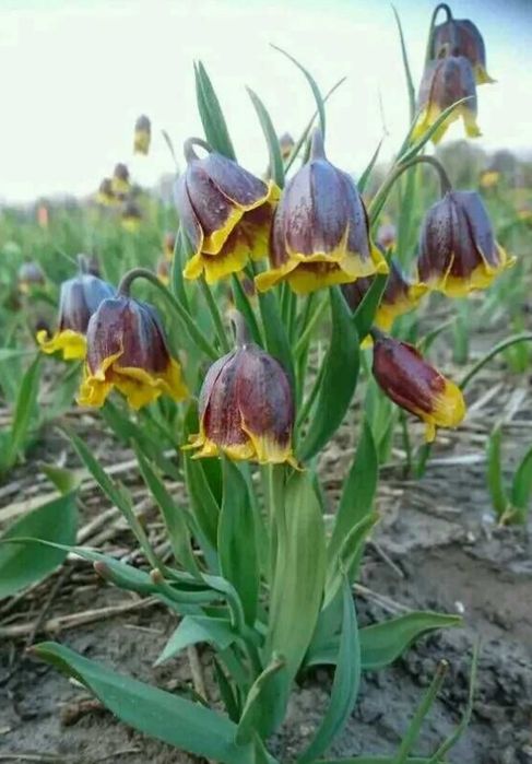 Рябчик дзвінок дитячи