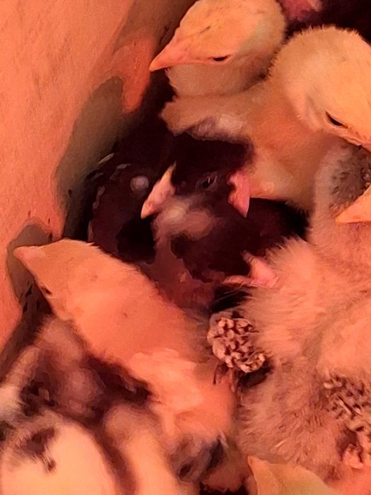 Vendo ovos galados brama cedosa e jersy