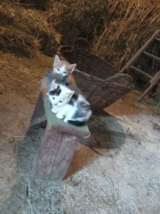 Кошенята бездомні 1 місяць