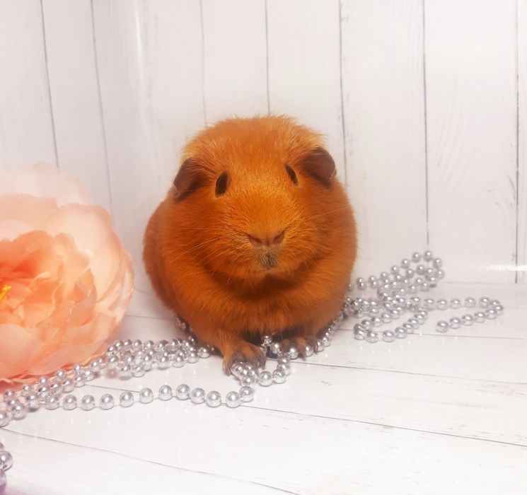 Морская свинка,морська свинка,морские свинки, морські свинки