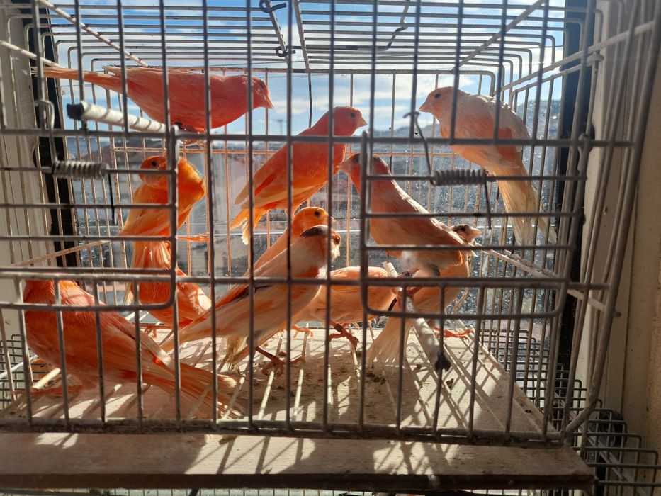 Lindos canarios prontos a criar.