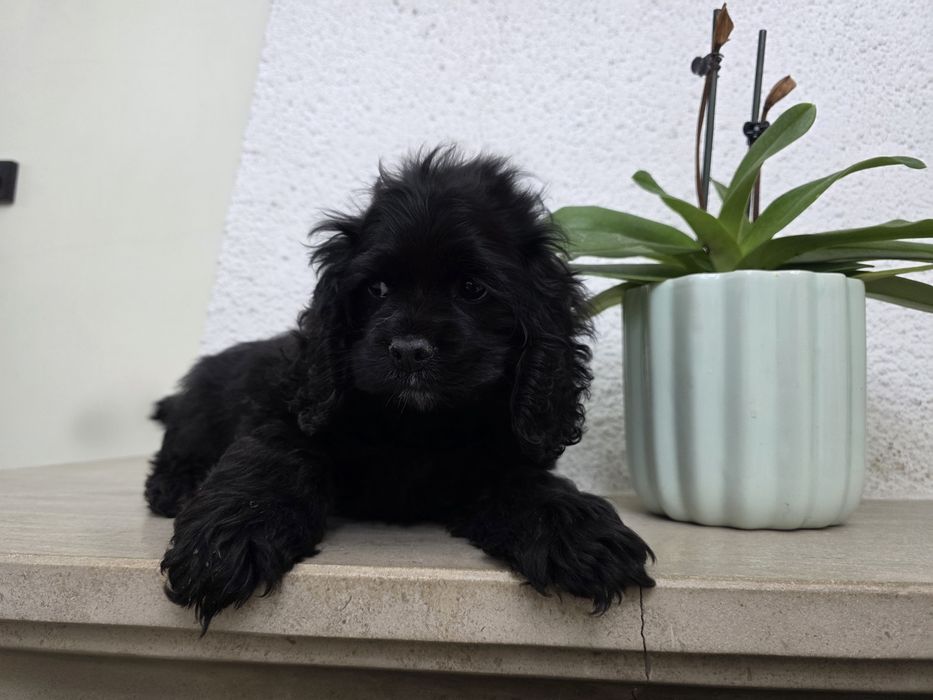 Cocker americana femea fantastica