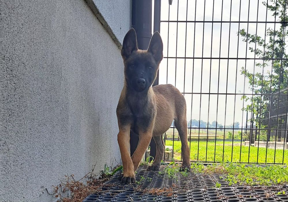 Owczarek belgijski Malinois suczka stróżowanie socjal