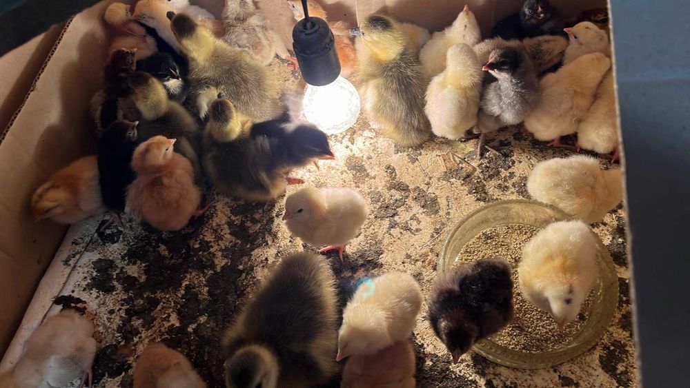 Продам домашніх курчат та гусенят